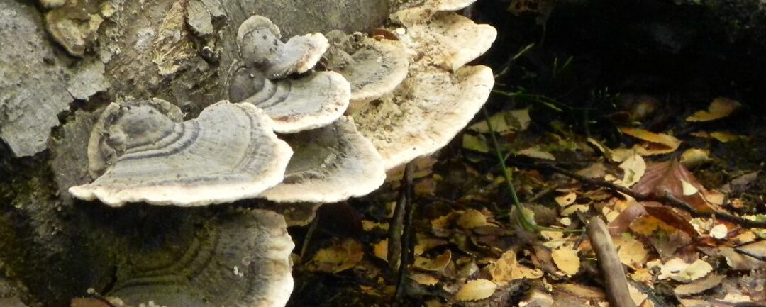 Fungi Fest