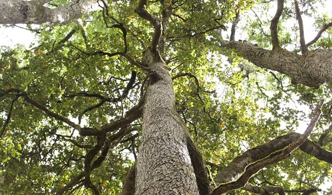 Bosque nativo: Encontrar el balance entre el uso sustentable y su conservación