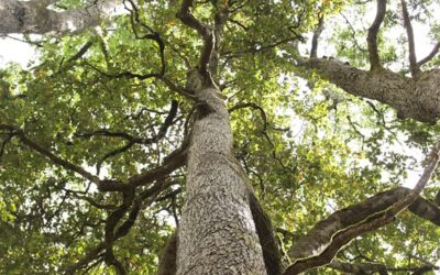 Bosque nativo: Encontrar el balance entre el uso sustentable y su conservación